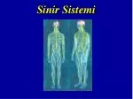 Sinir Sistemi - slide 1