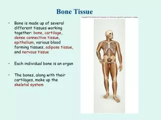 bone tissue