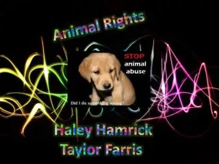 Animal Rights