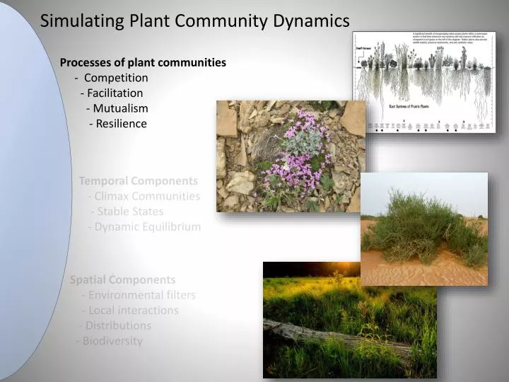 simulating plant community dynamics