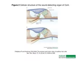 Fettiplace R and Hackney CM (2006) The sensory and motor roles of auditory hair cells