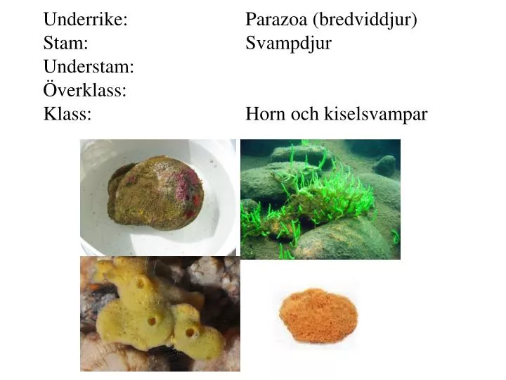 underrike parazoa bredviddjur stam svampdjur understam verklass klass horn och kiselsvampar