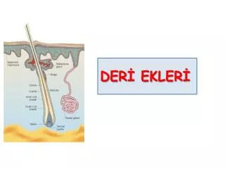 der ekler