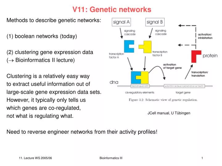 v11 genetic networks