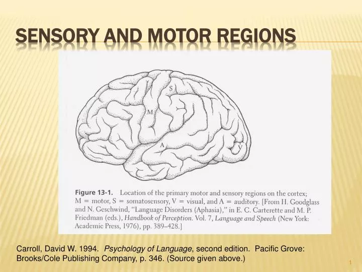 sensory and motor regions