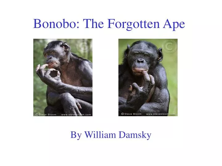 bonobo the forgotten ape