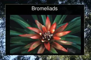 Bromeliads