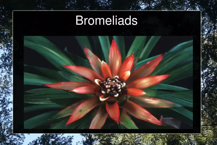bromeliads
