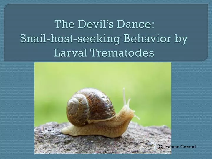 the devil s dance snail host seeking behavior by larval trematodes