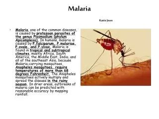 Malaria Katie Jeon