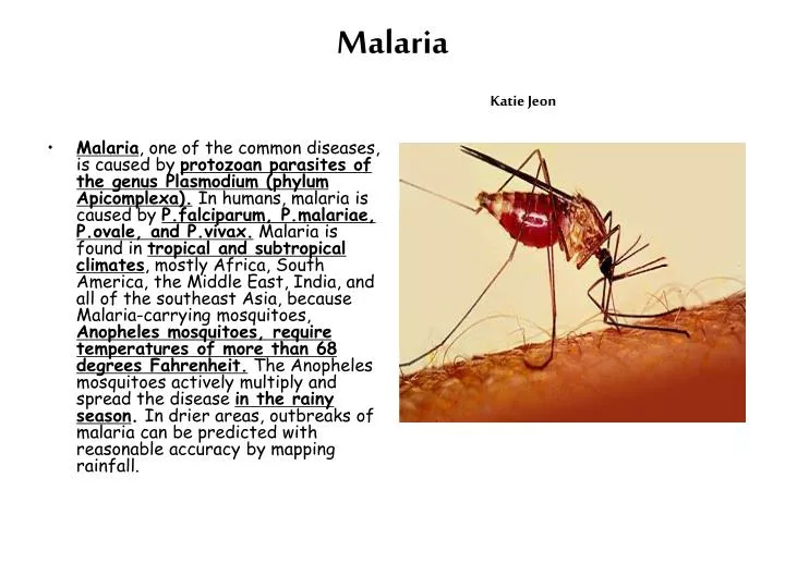 malaria katie jeon