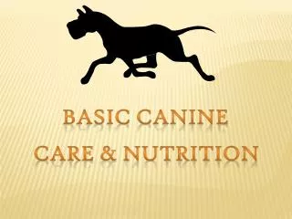 Basic Canine