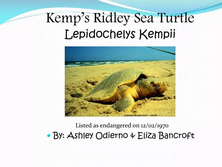 kemp s ridley sea turtle lepidochelys kempii