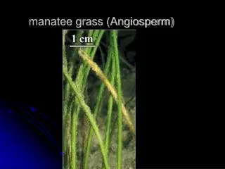 manatee grass (Angiosperm)
