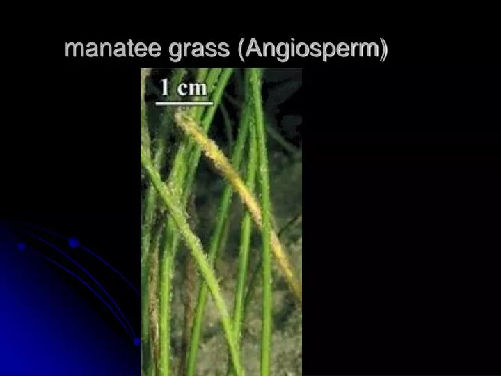 manatee grass angiosperm