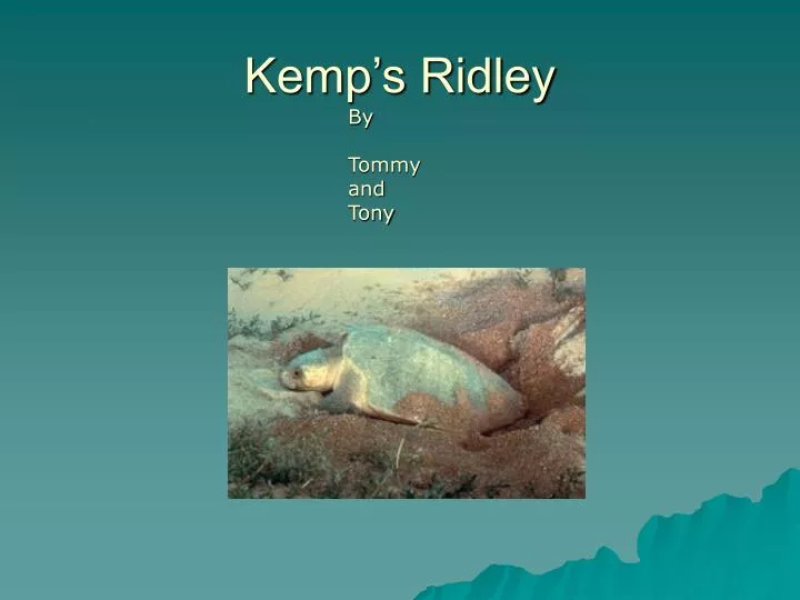 kemp s ridley