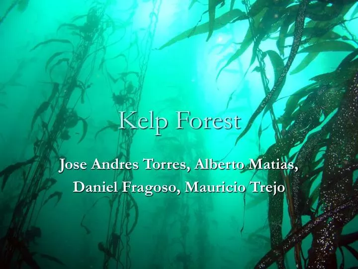 kelp forest