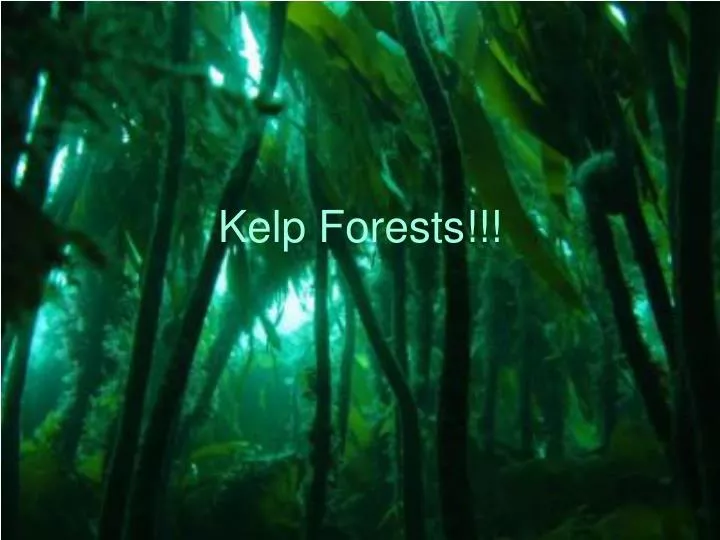 kelp forests