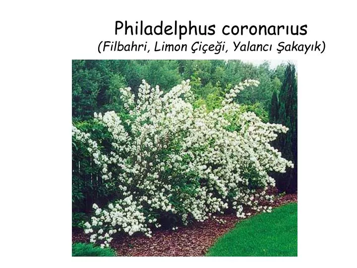 philadelphus coronar us filbahri limon i e i yalanc akay k