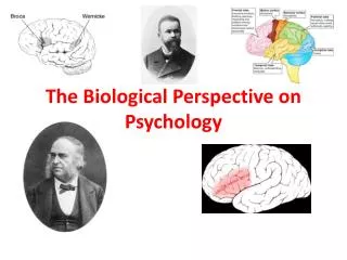 The Biological Perspective on Psychology