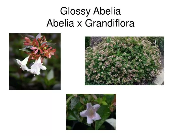 glossy abelia abelia x grandiflora