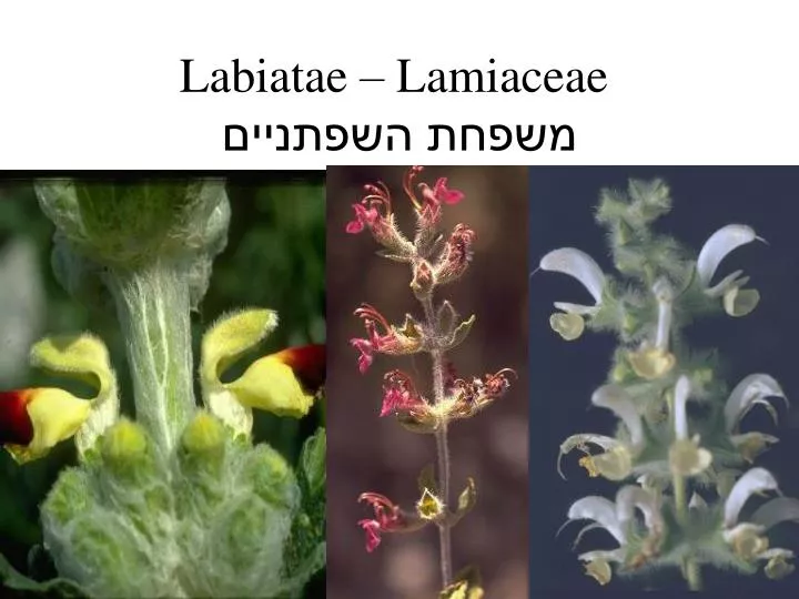 labiatae lamiaceae