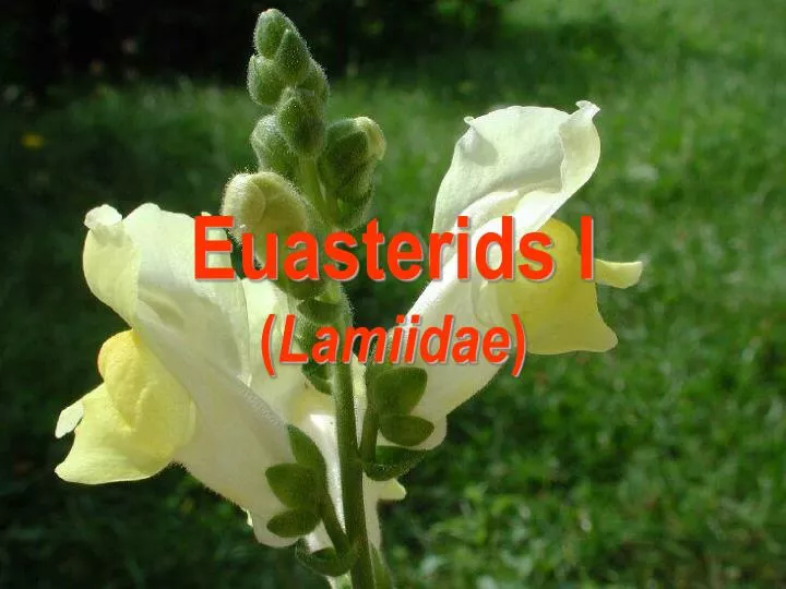 euasterids i lamiidae