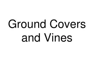 Ground Covers and Vines