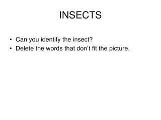 insects