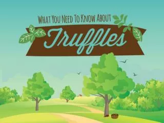 What You Need To Know About Truffles