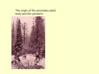 The origin of the secondary plant body and the periderm