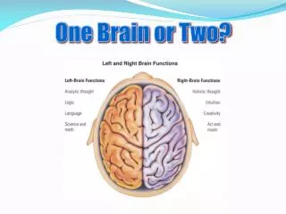 One Brain or Two?