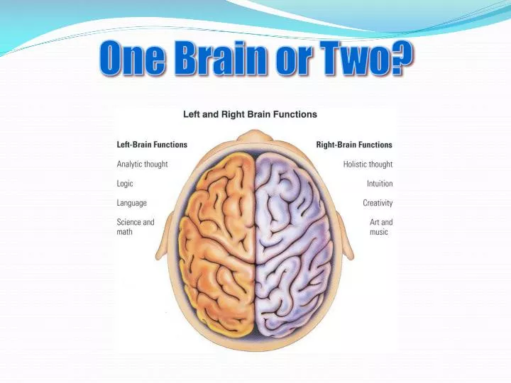 PPT - One Brain or Two? PowerPoint Presentation, free download - ID:5552085