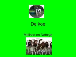 de koe