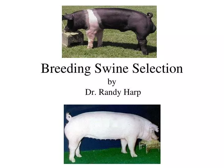 breeding swine selection by dr randy harp