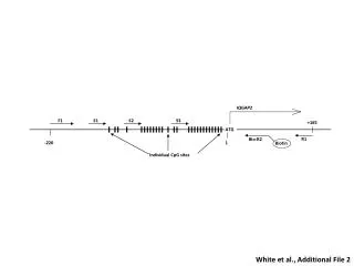 White et al., Additional File 2