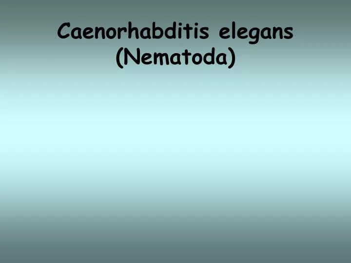 caenorhabditis elegans nematoda