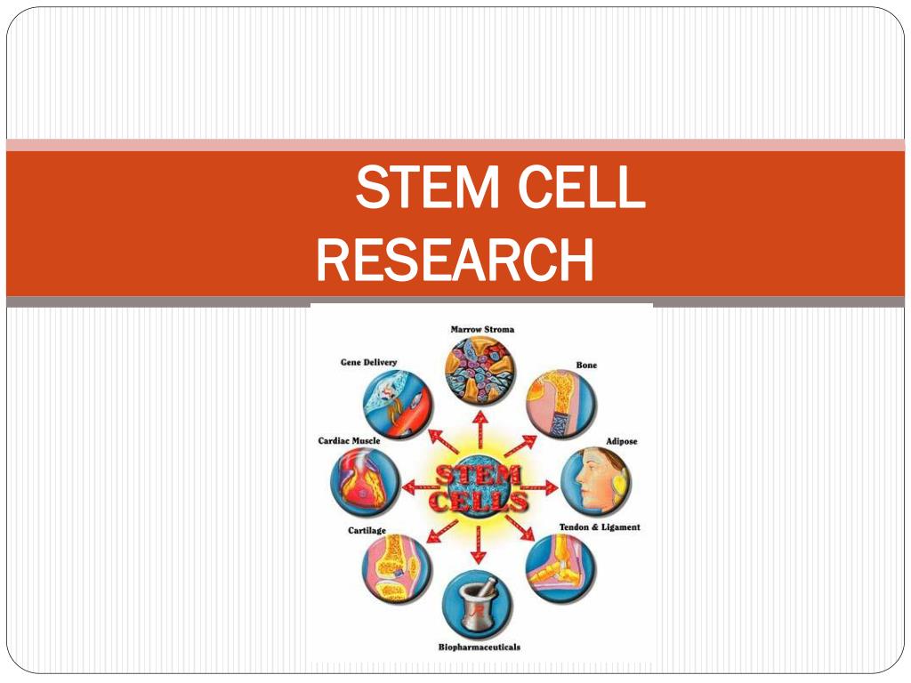 PPT - STEM CELL RESEARCH PowerPoint Presentation, free download - ID ...