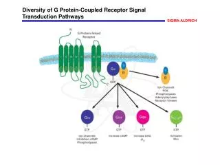 Diversity of G Protein-Coupled Receptor Signal Transduction Pathways