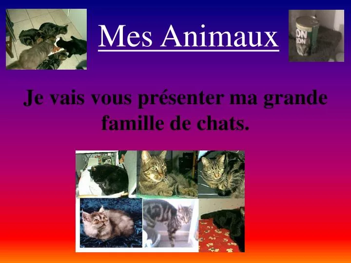 mes animaux