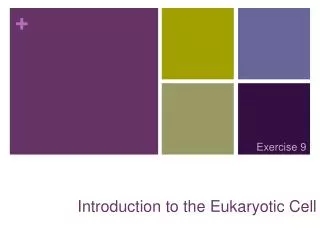 Introduction to the Eukaryotic Cell