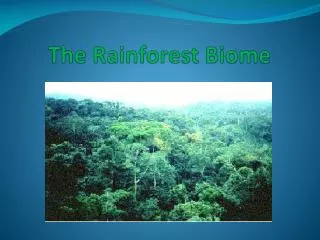 The Rainforest Biome