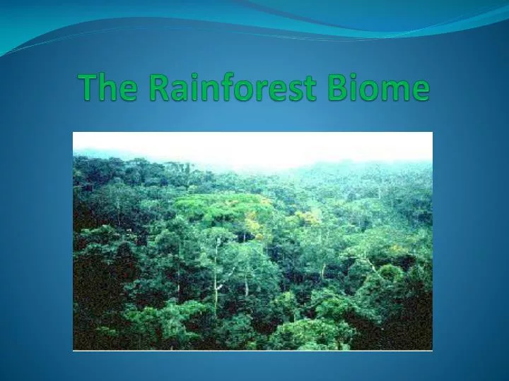 the rainforest biome
