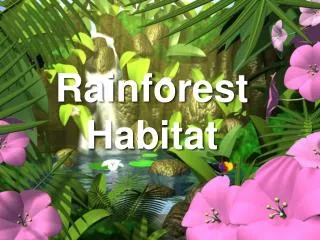 Rainforest Habitat