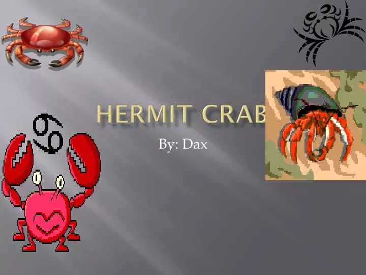 hermit crab