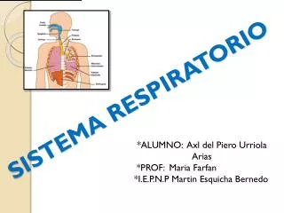 sistema respiratorio