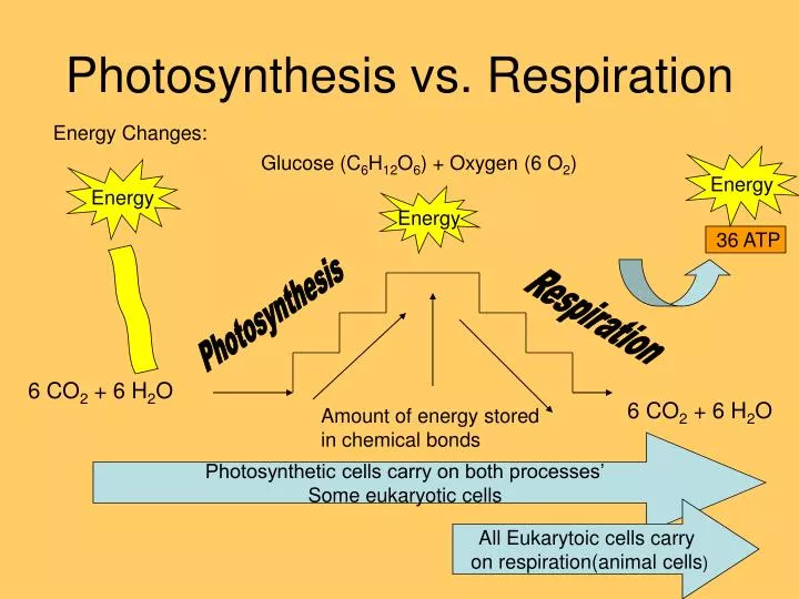 photosynthesis vs respiration