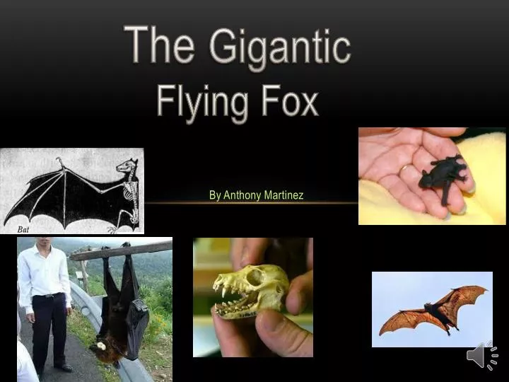 the gigantic flying fox