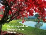 Reino vegetal ou Metaphyta ou Plantae - slide 1