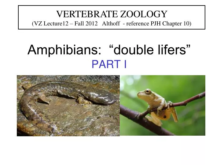 amphibians double lifers part i